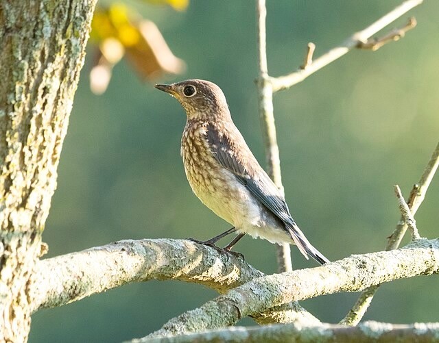 Eastern Bluebird, juvenile, Pennsylvania by Andrew Weitzel is licensed under Creative Commons Attribution-Share Alike 2.0.